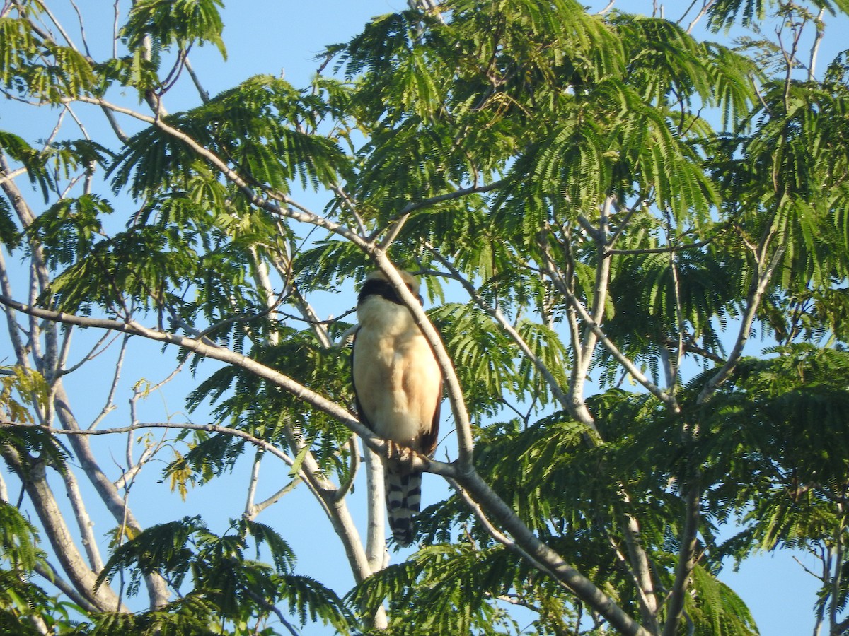 Laughing Falcon - ML647184399