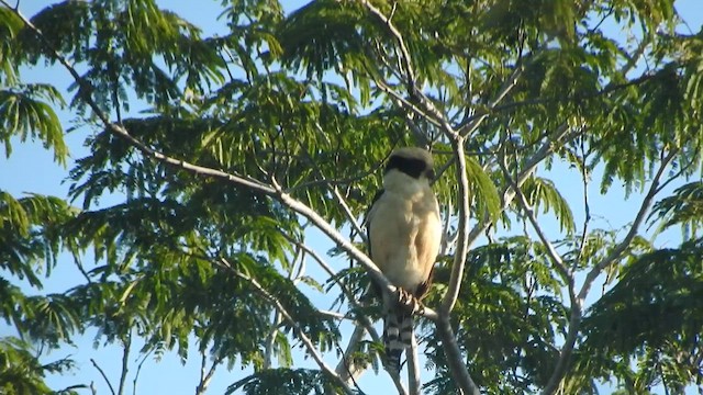 Laughing Falcon - ML647184400