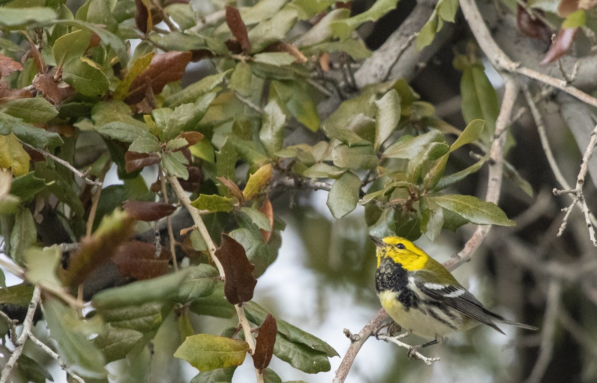 Black-throated Green Warbler - ML647184407