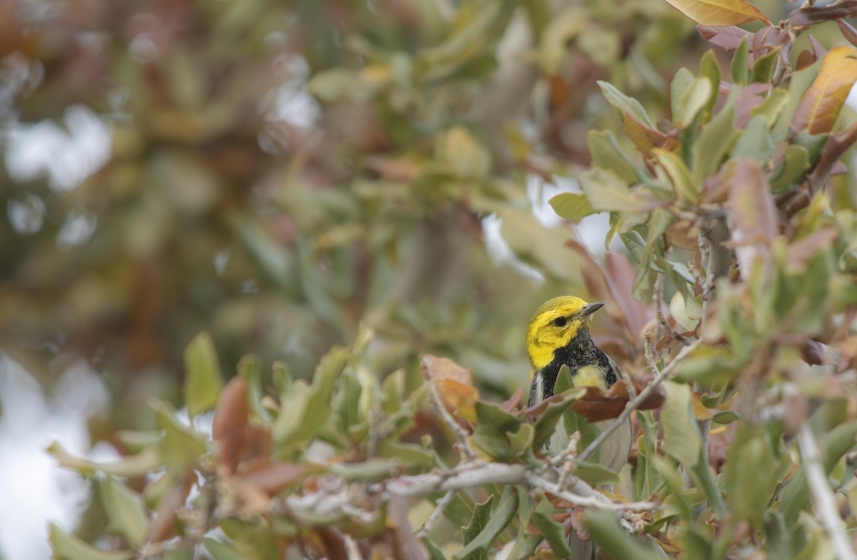 Black-throated Green Warbler - ML647184408