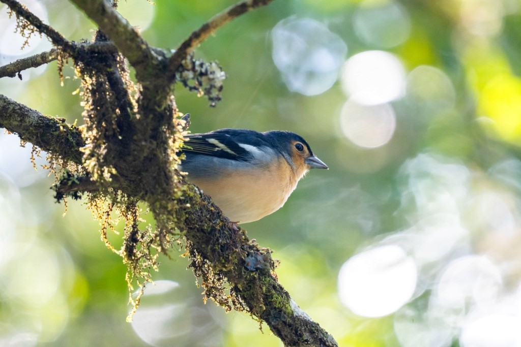 Canary Islands Chaffinch - ML647184418