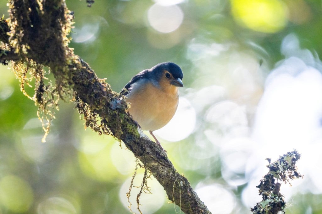 Canary Islands Chaffinch - ML647184419