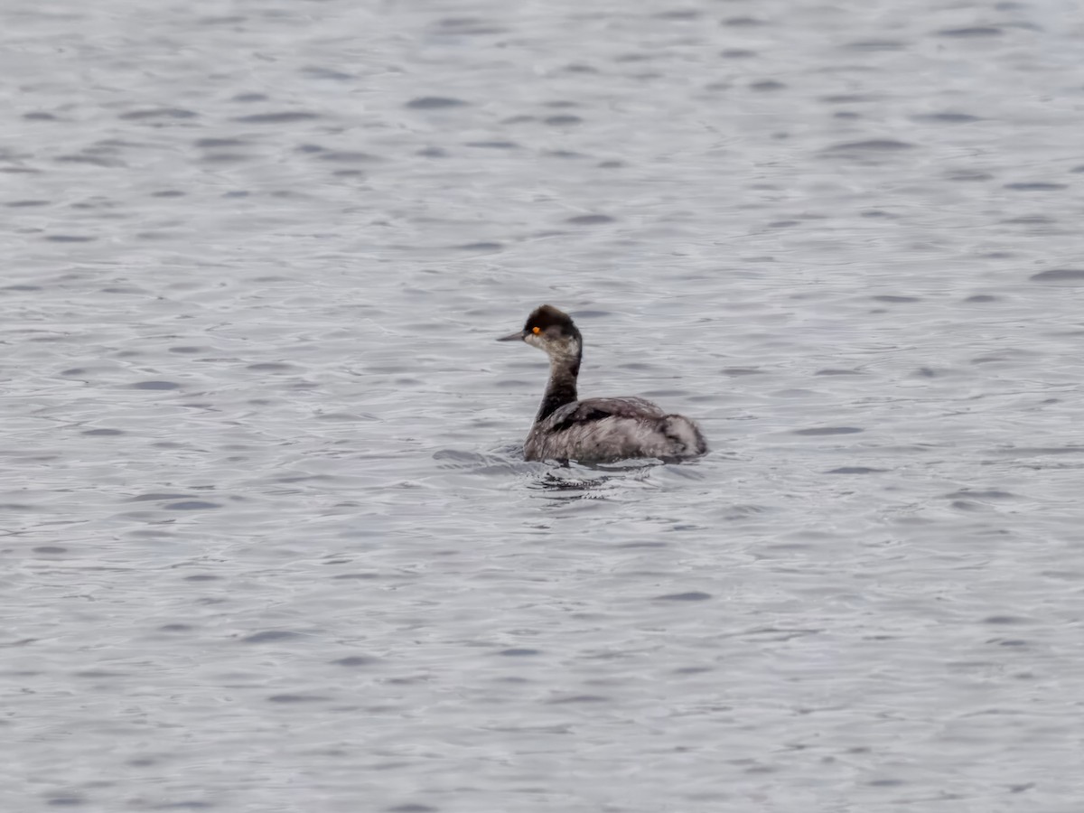Eared Grebe - ML647184431