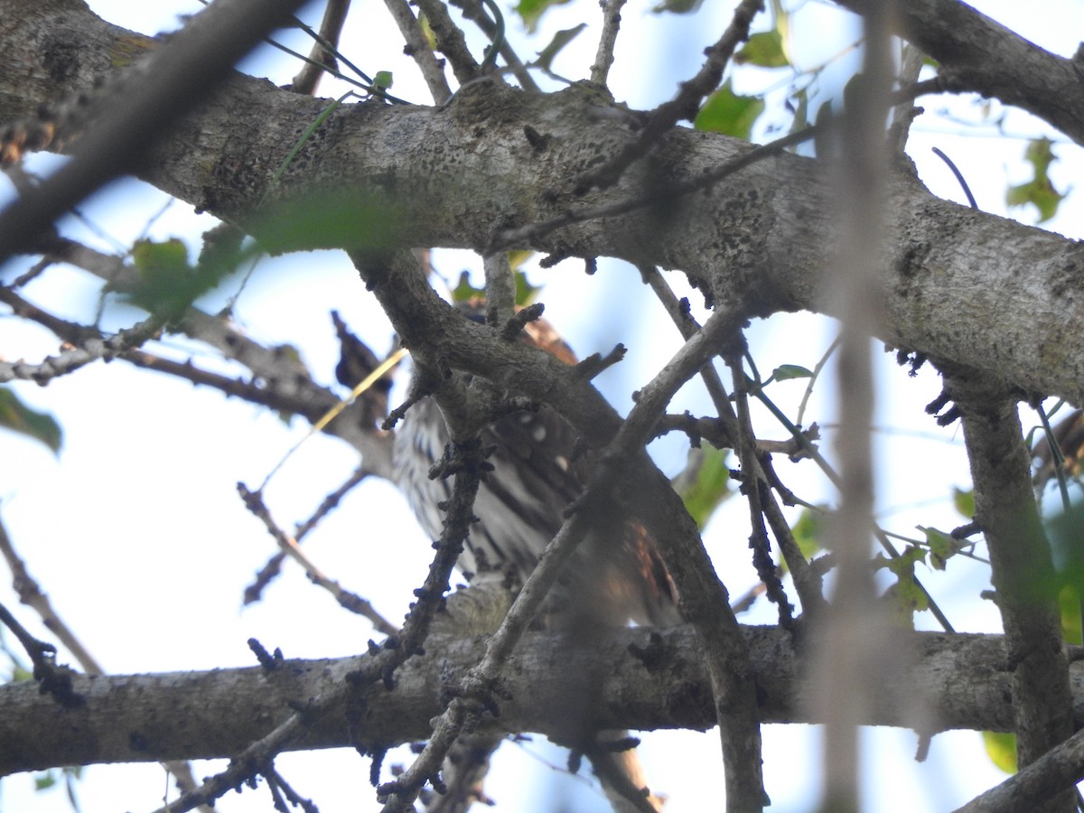 Ferruginous Pygmy-Owl - ML647184435