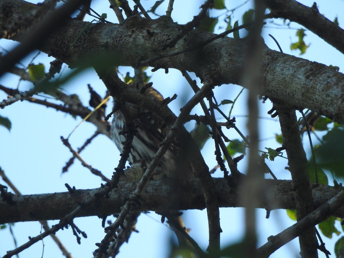 Ferruginous Pygmy-Owl - ML647184436