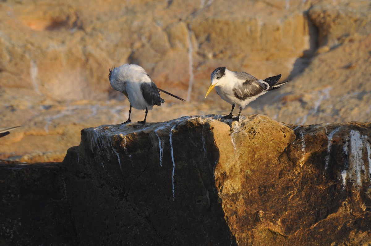 Great Crested Tern - ML647184443