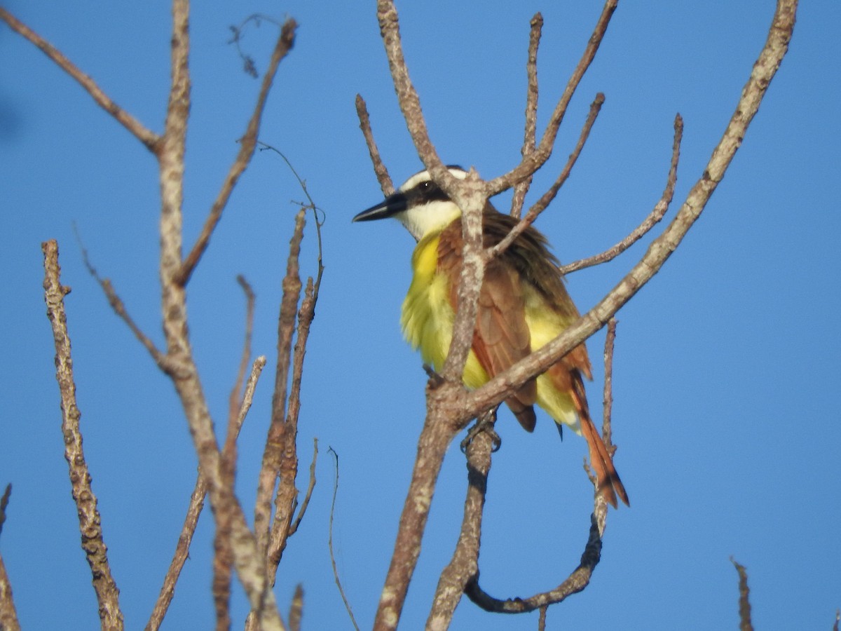 Great Kiskadee - ML647184445
