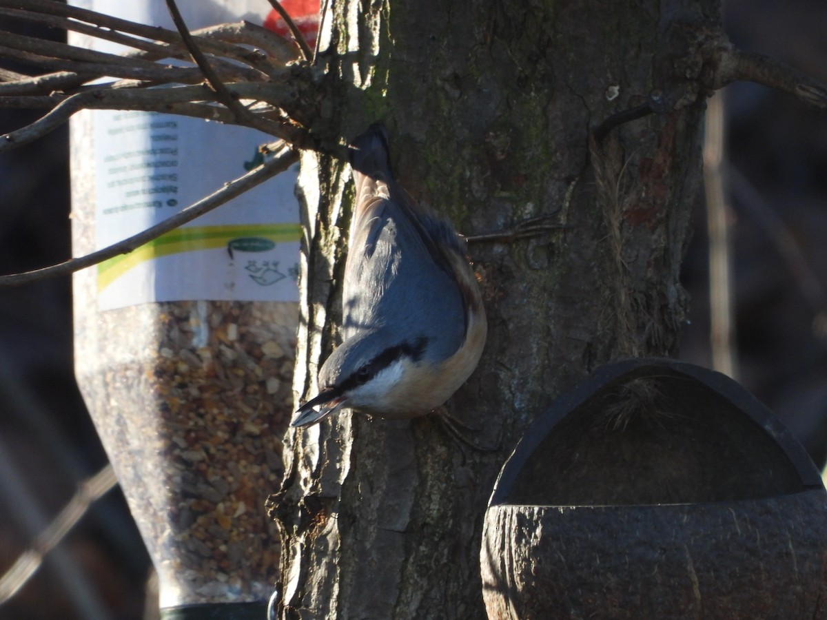 Повзик звичайний - ML647184446