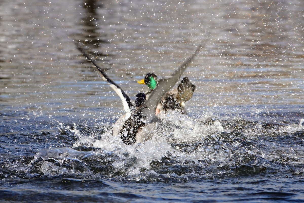 綠頭鴨 - ML647184451