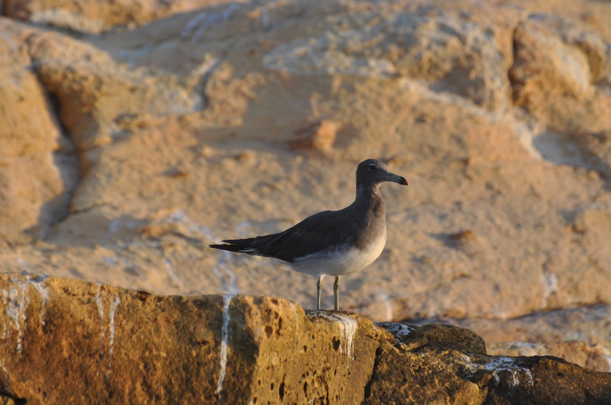 Sooty Gull - ML647184454
