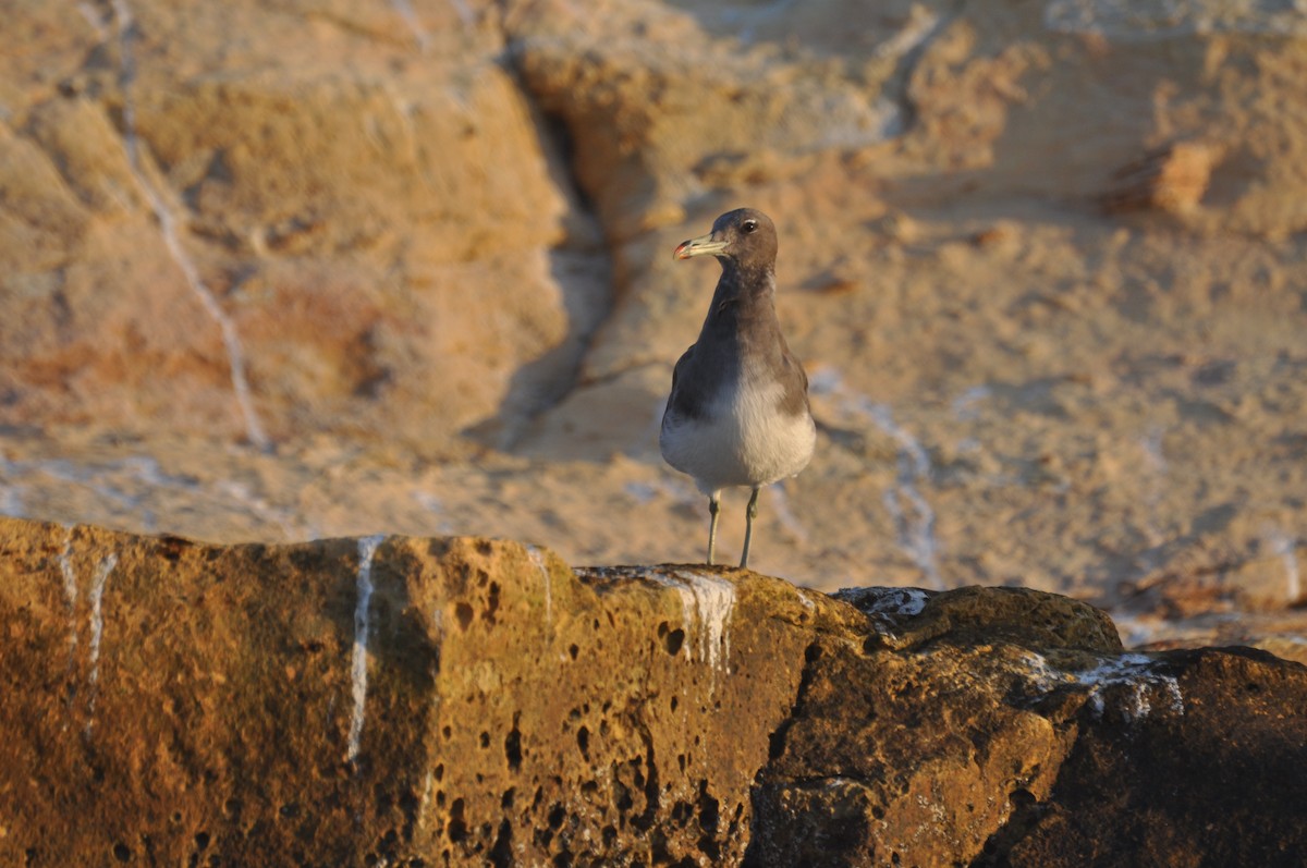 Sooty Gull - ML647184455