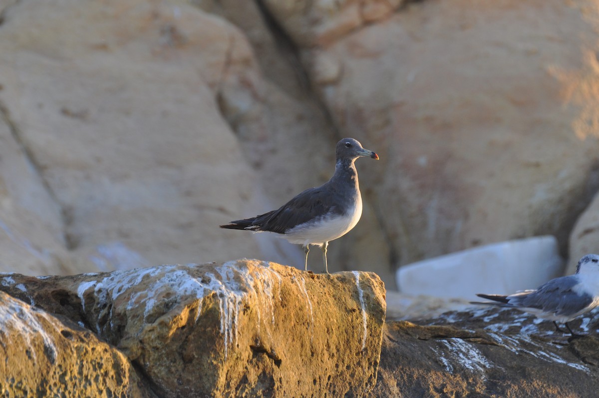 Sooty Gull - ML647184456