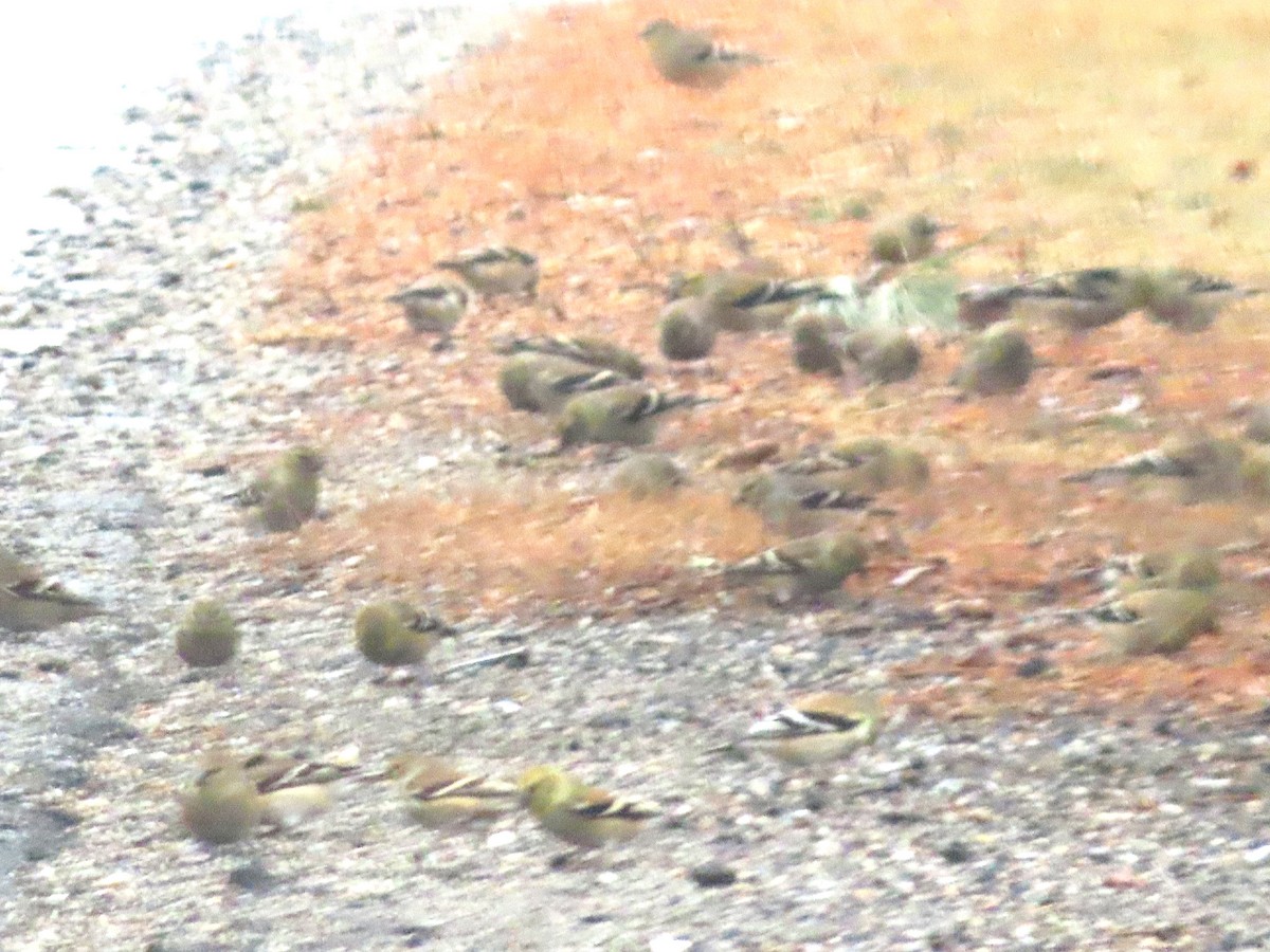 Altın İskete - ML647184458