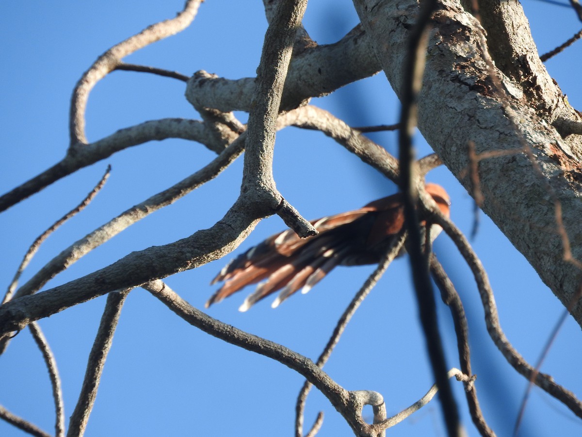 Mexican Squirrel-Cuckoo - ML647184460