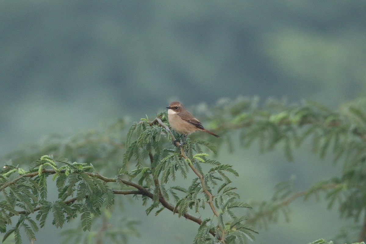 Gray Bushchat - ML647184468