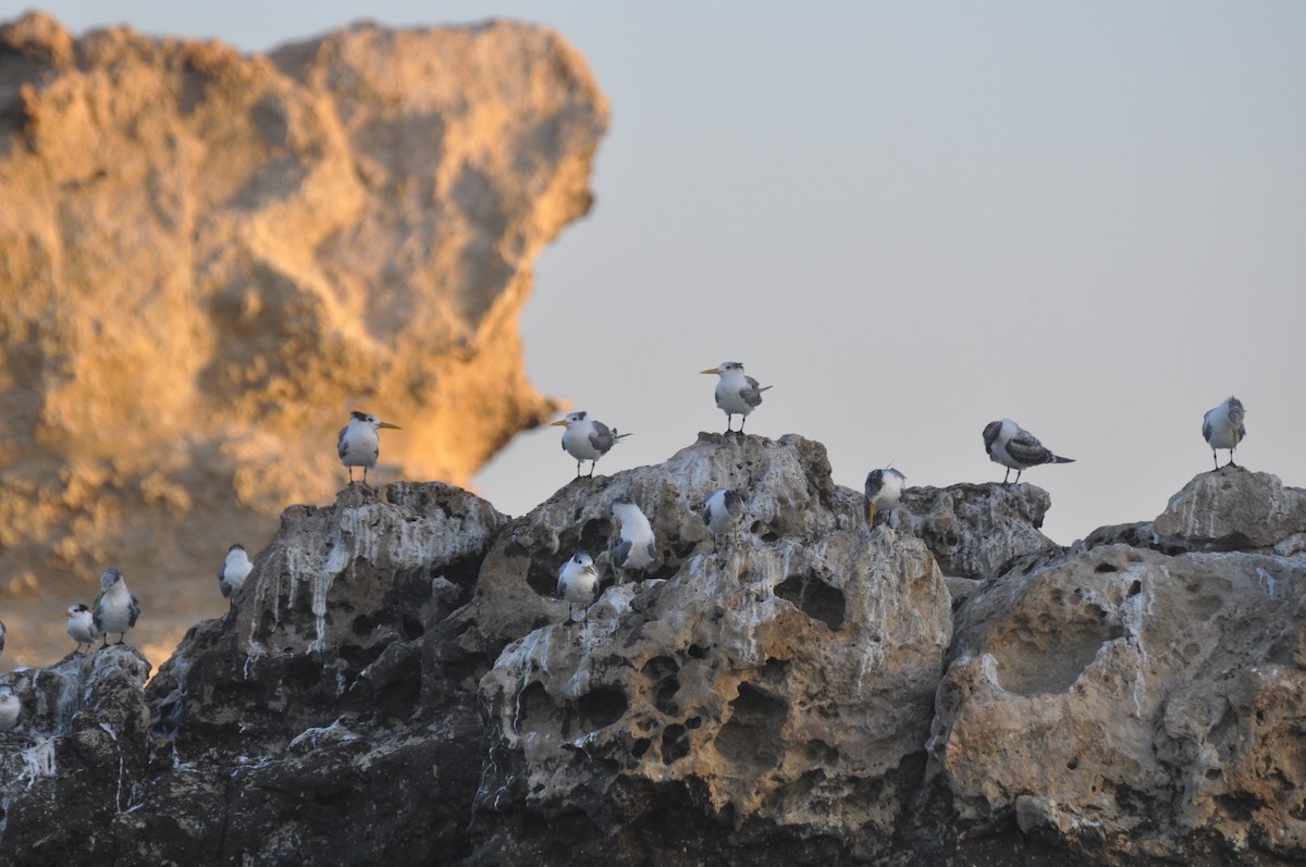 Great Crested Tern - ML647184471