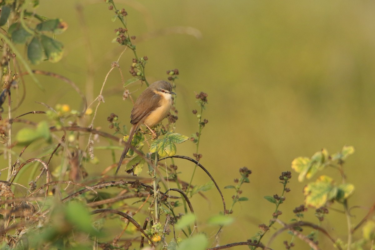 Ashy Prinia - ML647184472