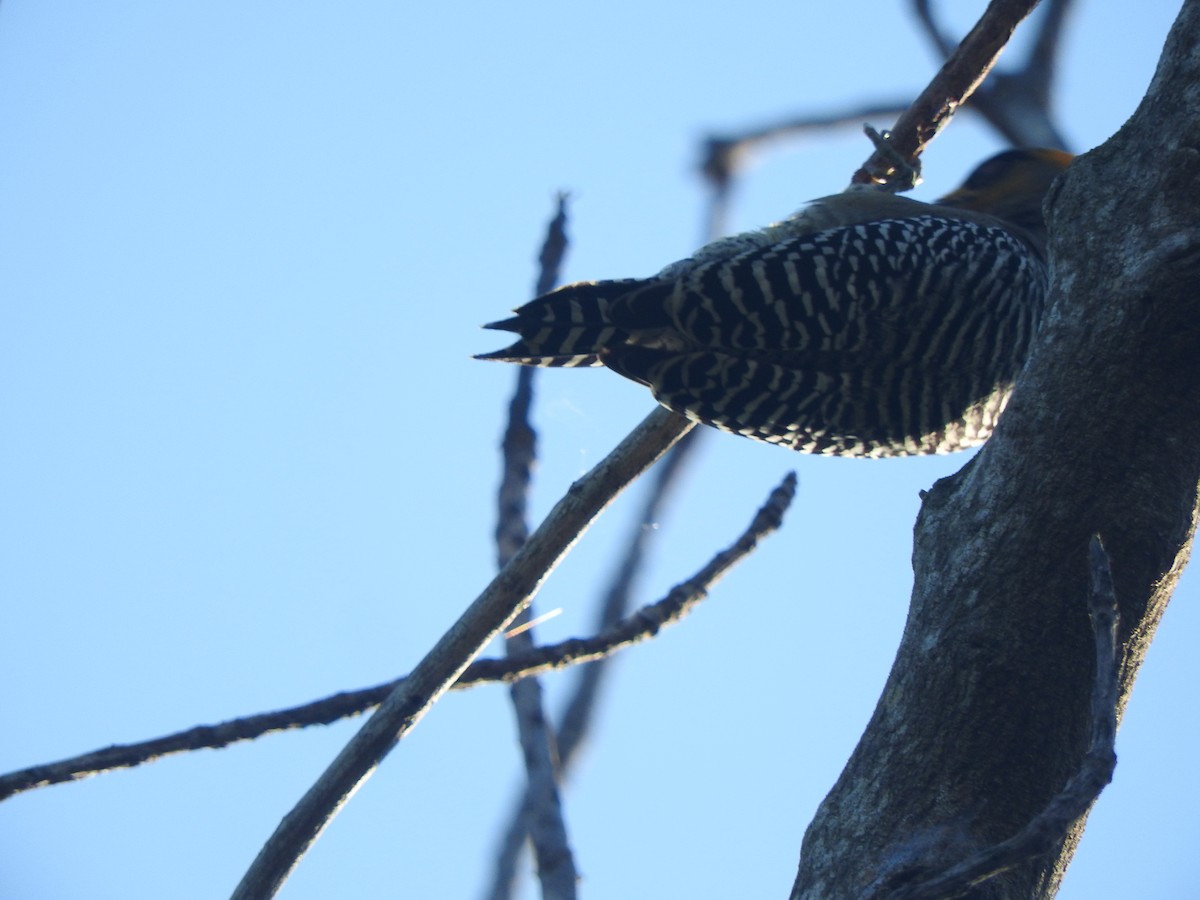Golden-cheeked Woodpecker - ML647184483