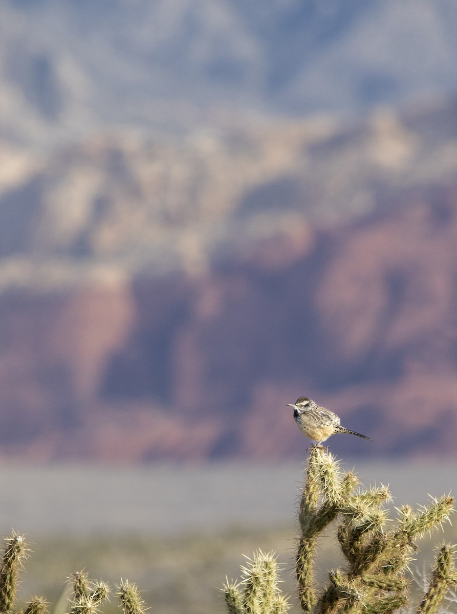 Cactus Wren - ML647184484
