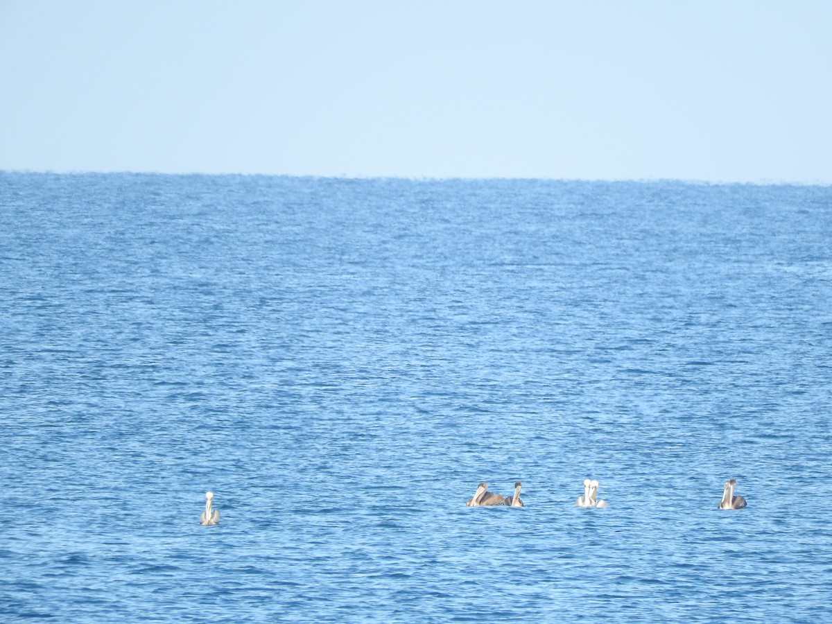 Brown Pelican - ML647184502