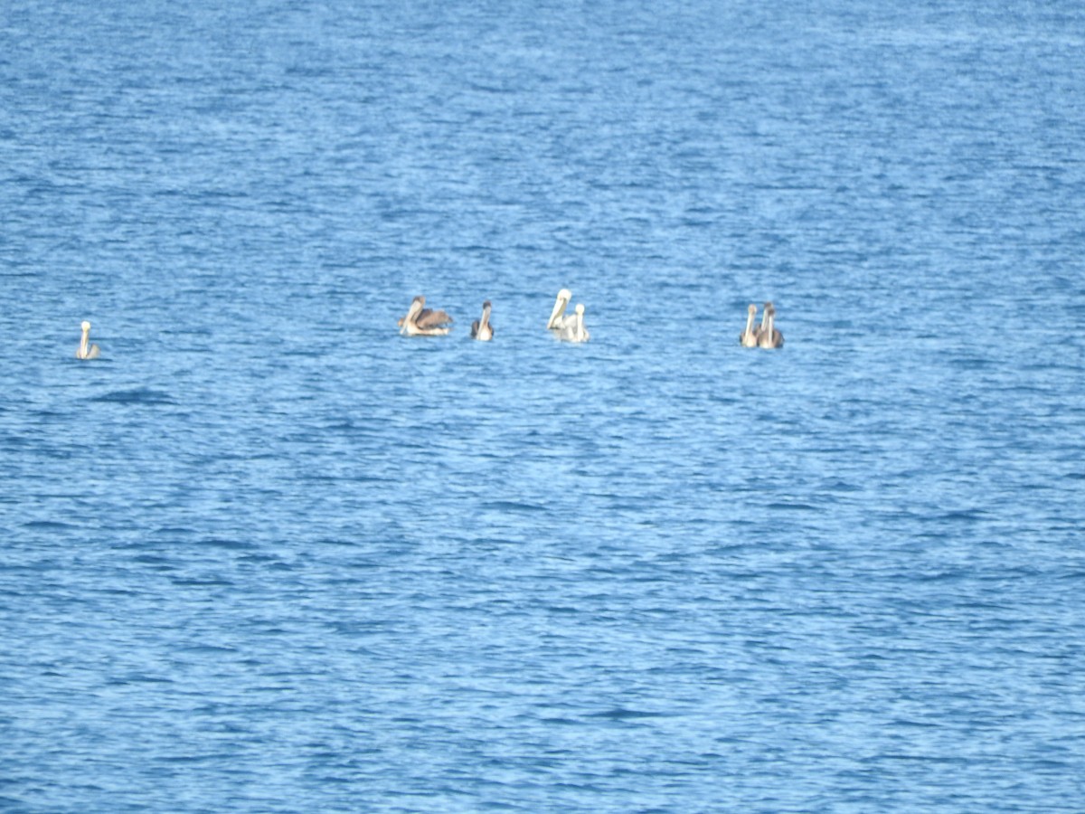 Brown Pelican - ML647184503