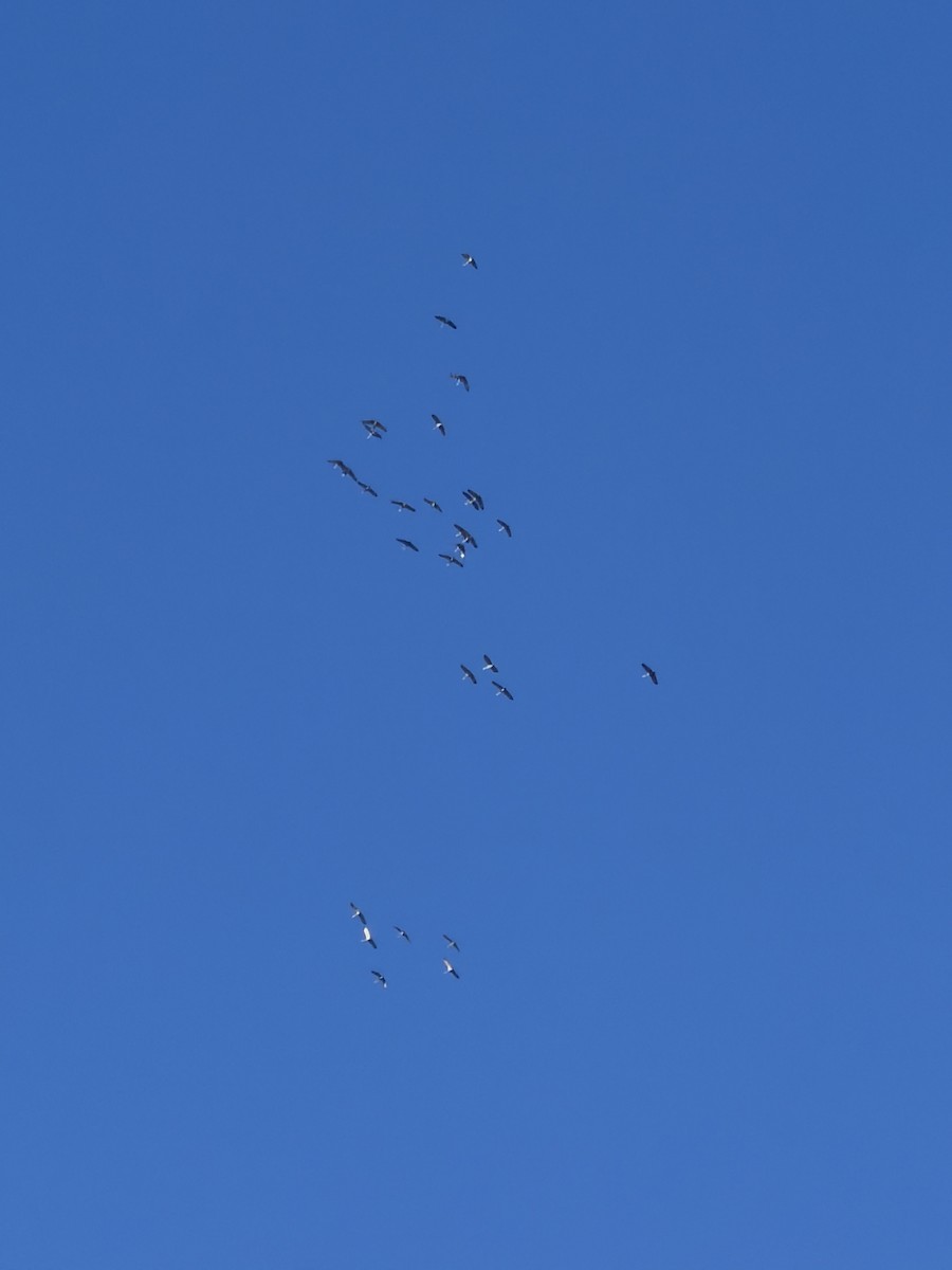 Sandhill Crane - ML647184508