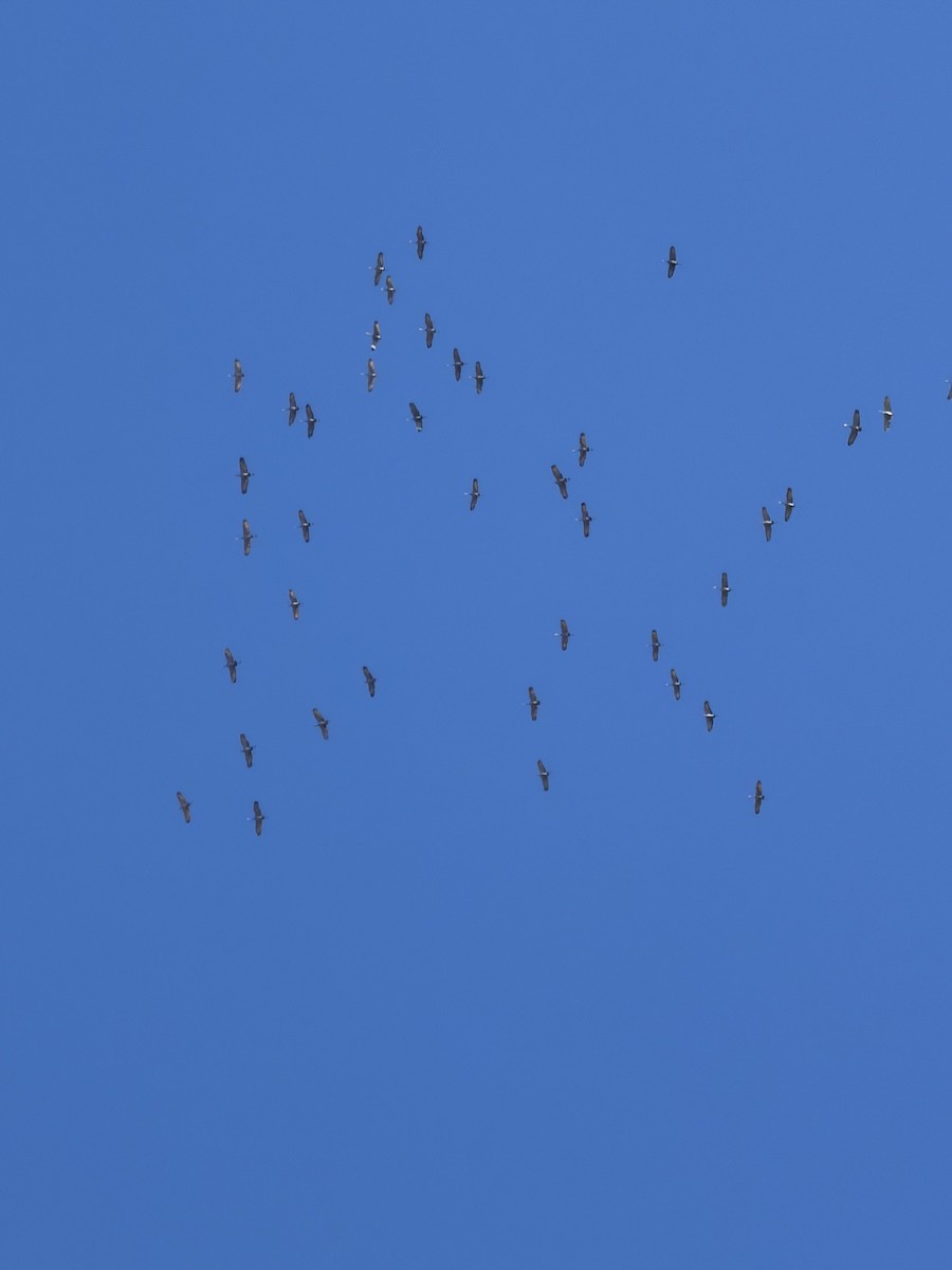 Sandhill Crane - ML647184509