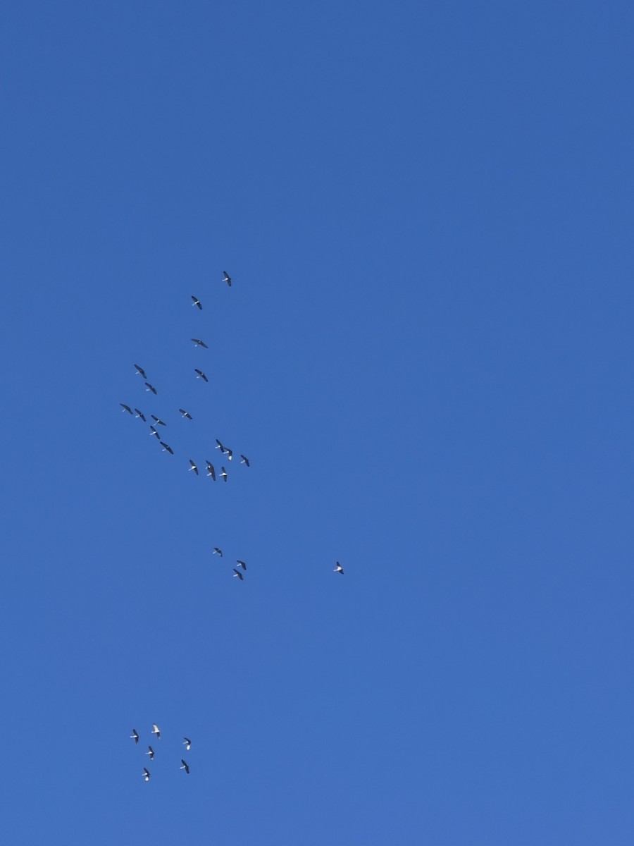 Sandhill Crane - ML647184511