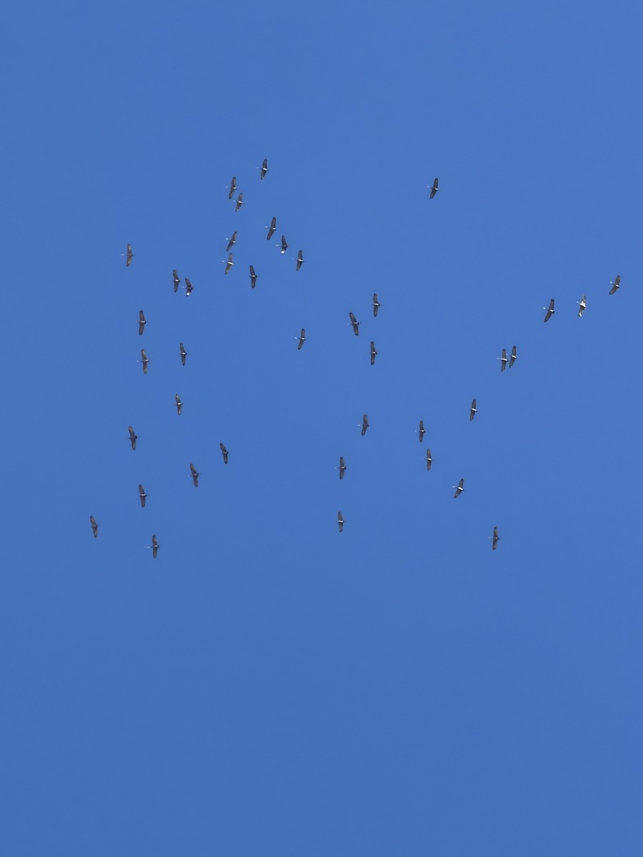 Sandhill Crane - ML647184512