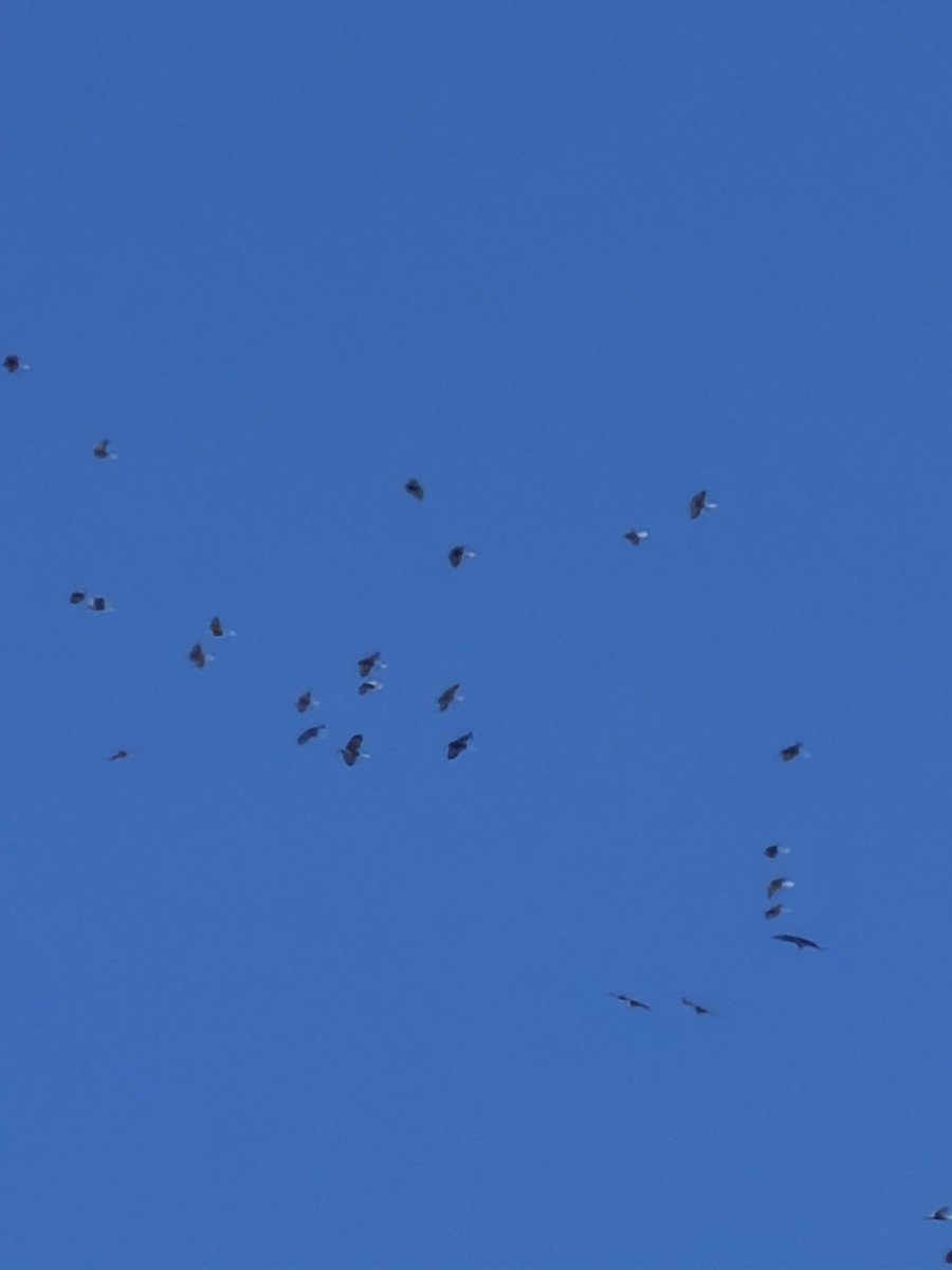 Sandhill Crane - ML647184513