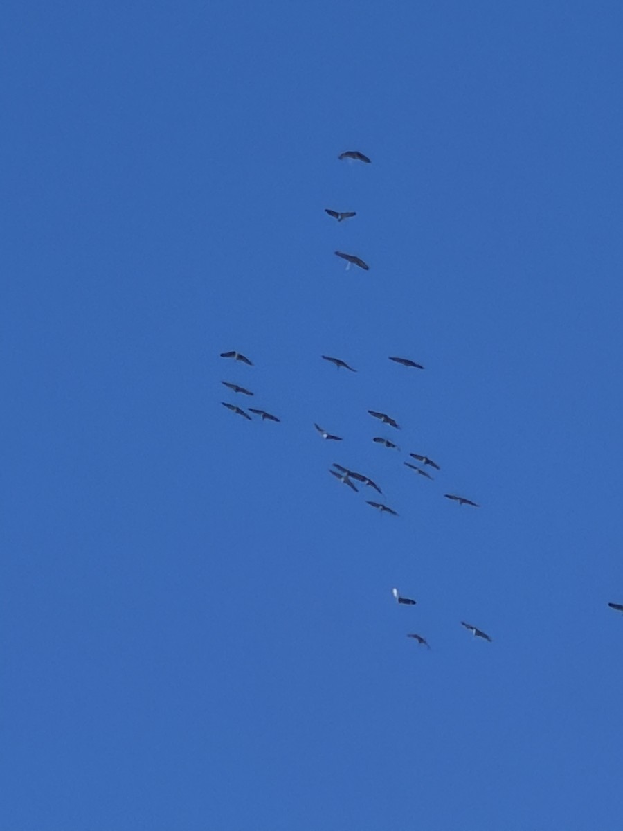 Sandhill Crane - ML647184514