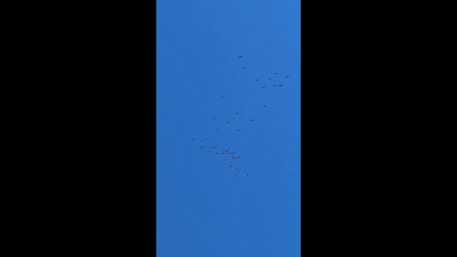 Sandhill Crane - ML647184515