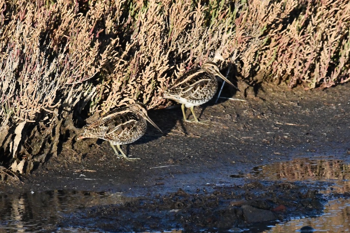 Common Snipe - ML647184516