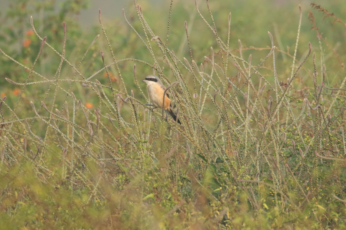 Long-tailed Shrike - ML647184519