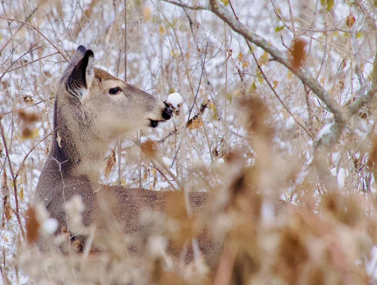 Northern White-tailed Deer - ML647184521