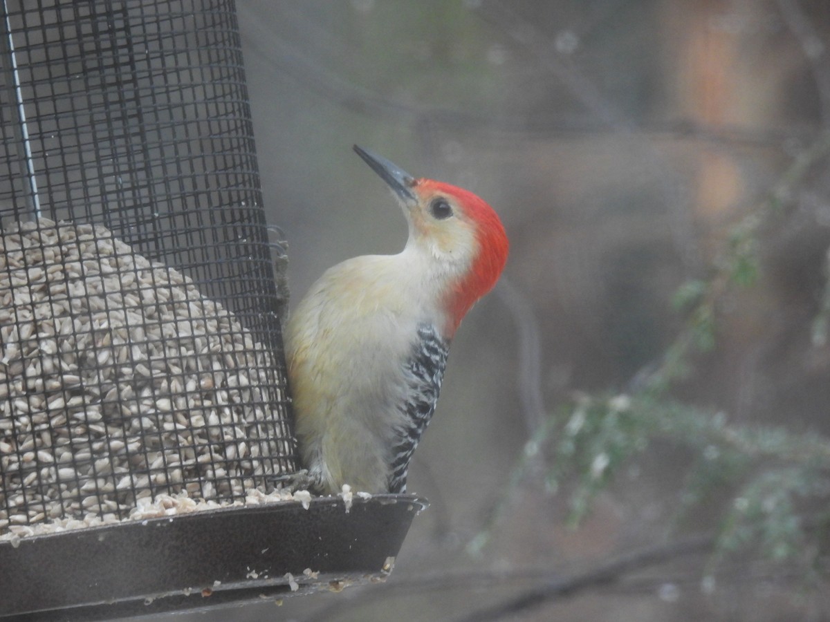 Red-bellied Woodpecker - ML647184524
