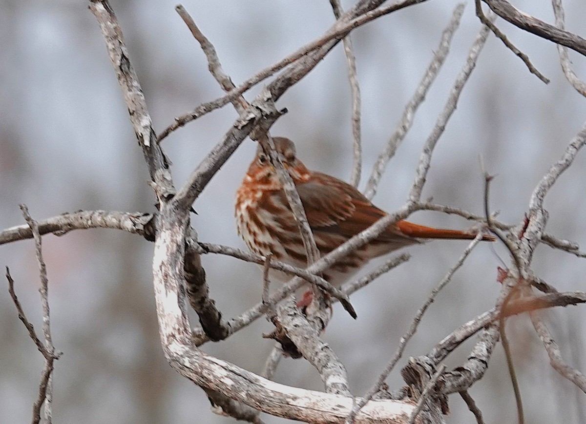 Fox Sparrow - ML647184528