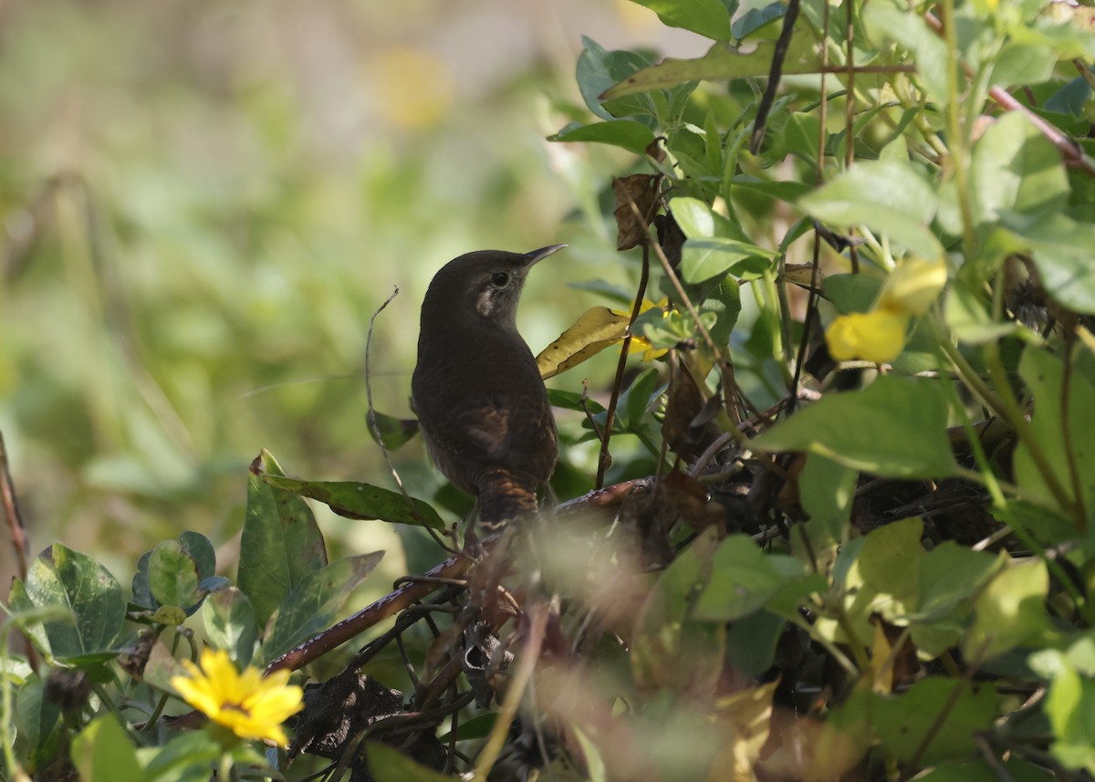 Northern House Wren - ML647184529