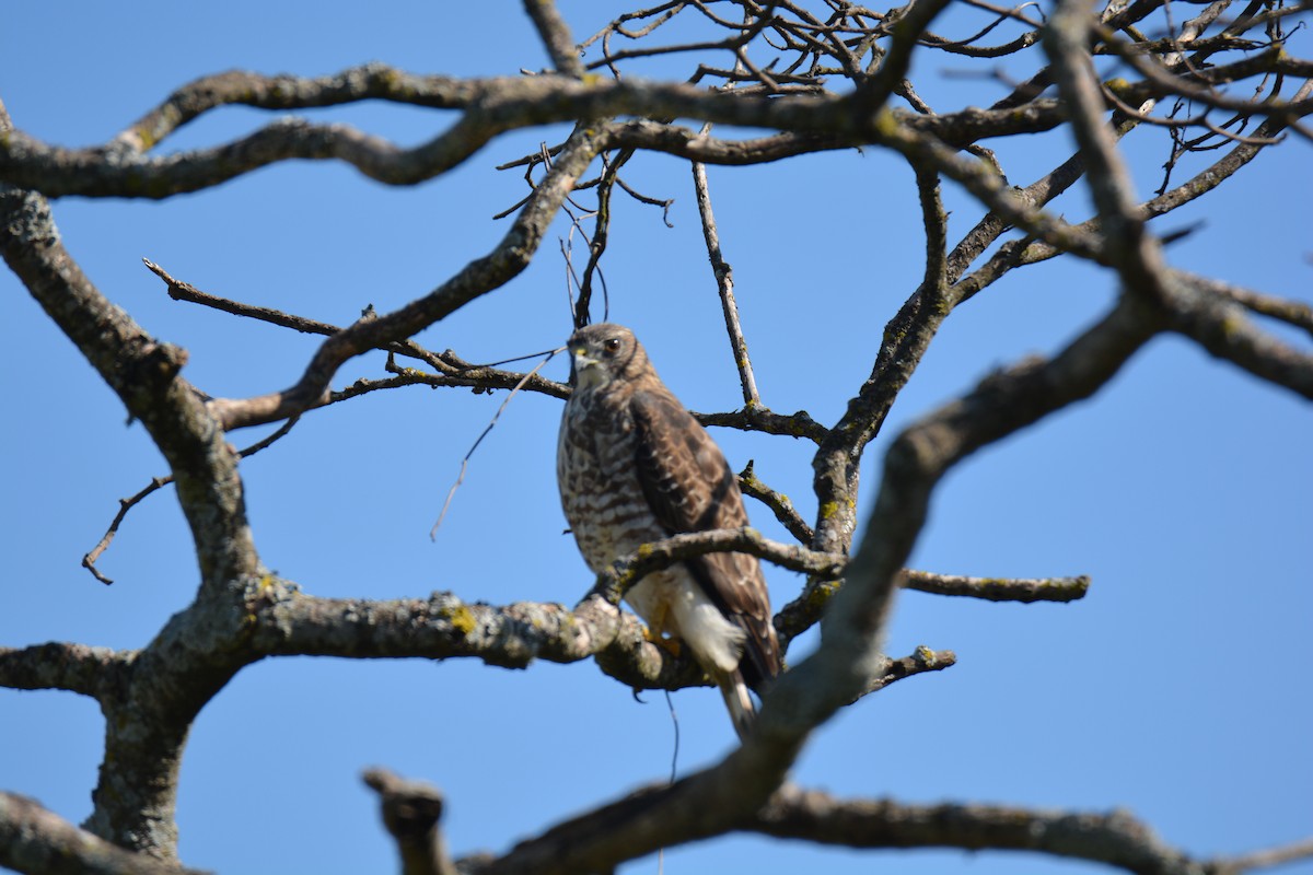 Broad-winged Hawk - ML647184533
