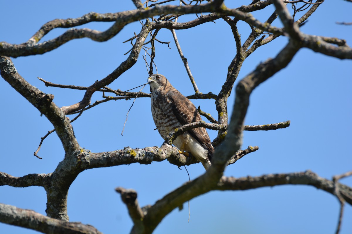 Broad-winged Hawk - ML647184534