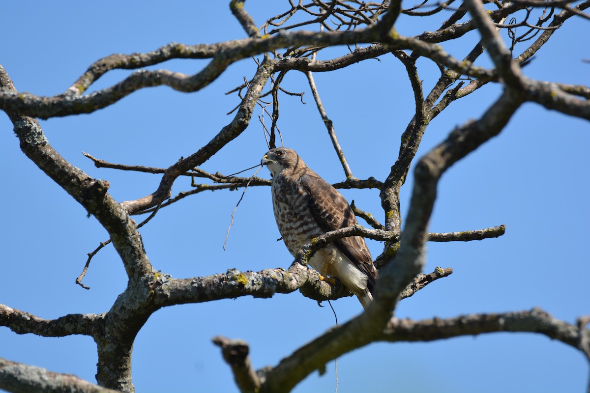 Broad-winged Hawk - ML647184535