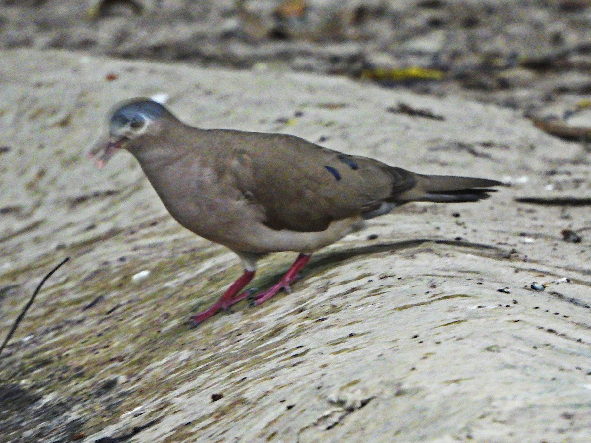 Blue-spotted Wood-Dove - ML647184541