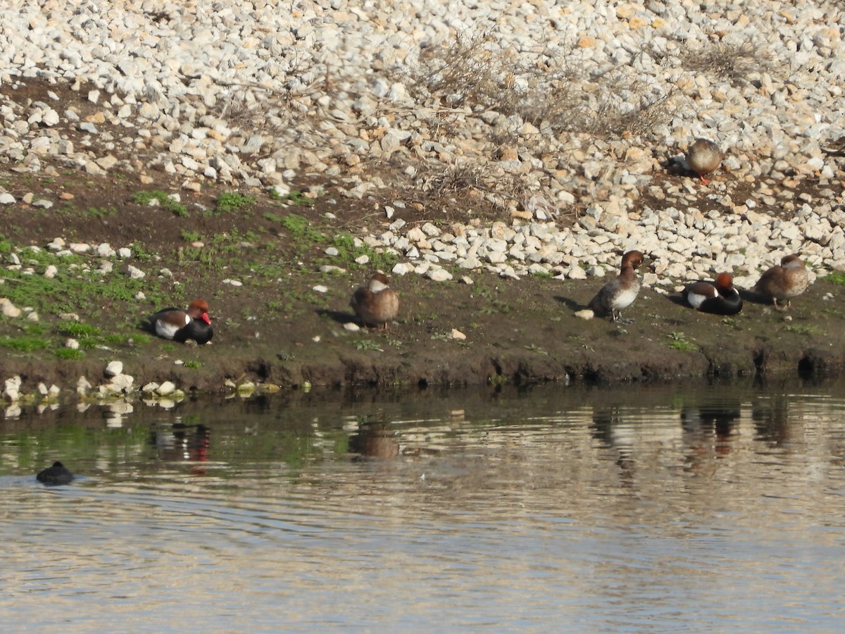 Red-crested Pochard - ML647184542