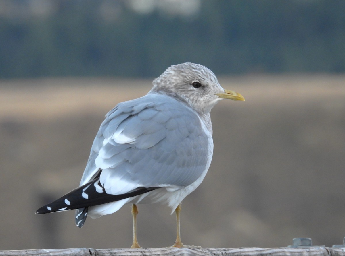 Short-billed Gull - ML647184543