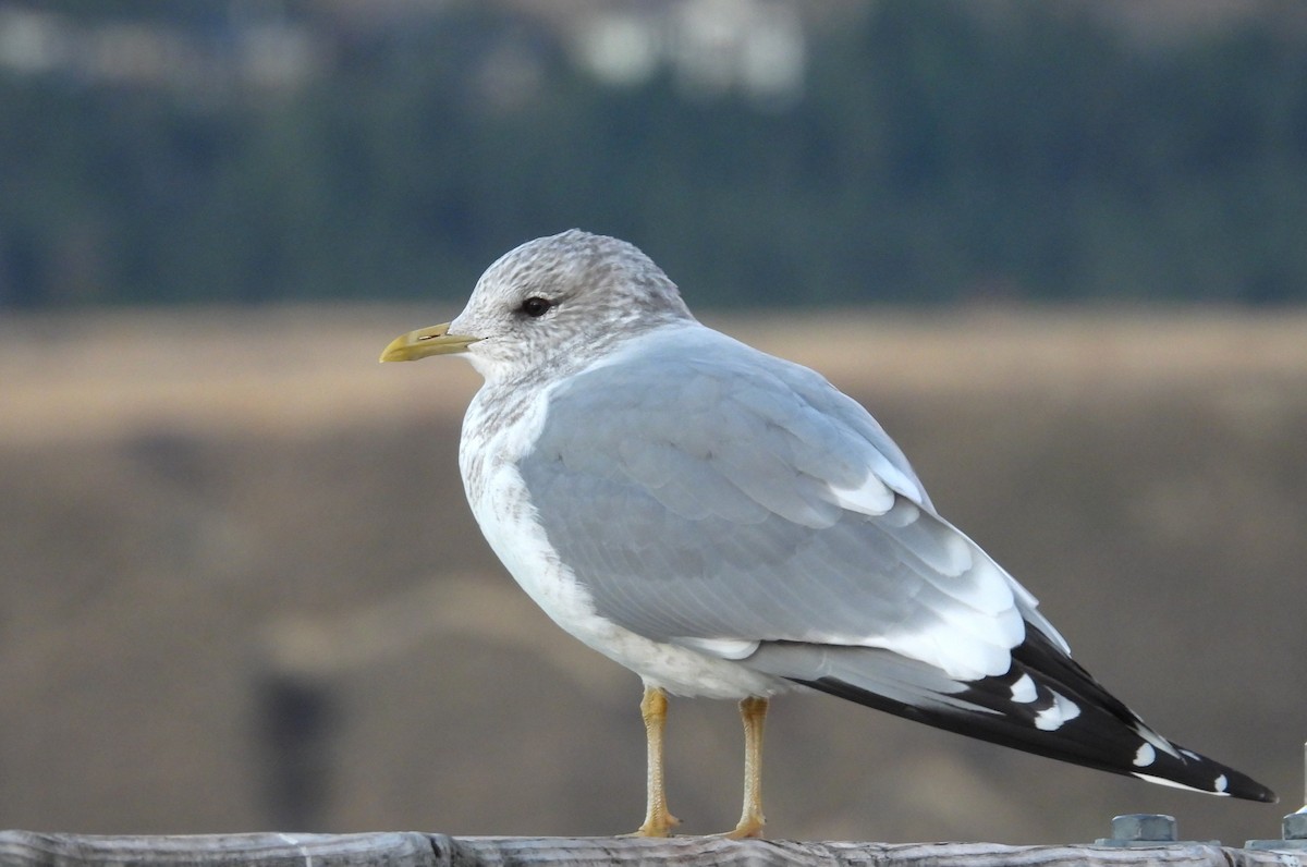 Short-billed Gull - ML647184544