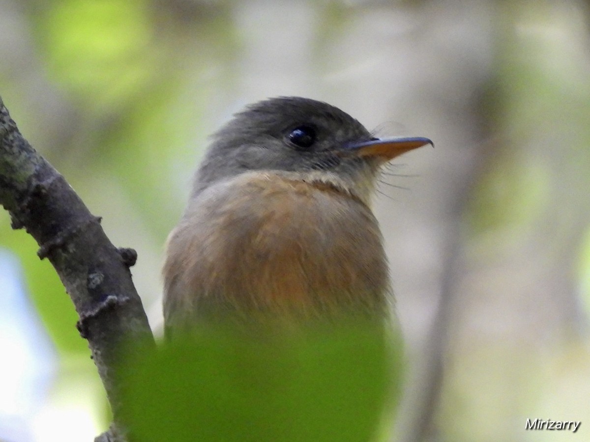 Lesser Antillean Pewee - ML647184545