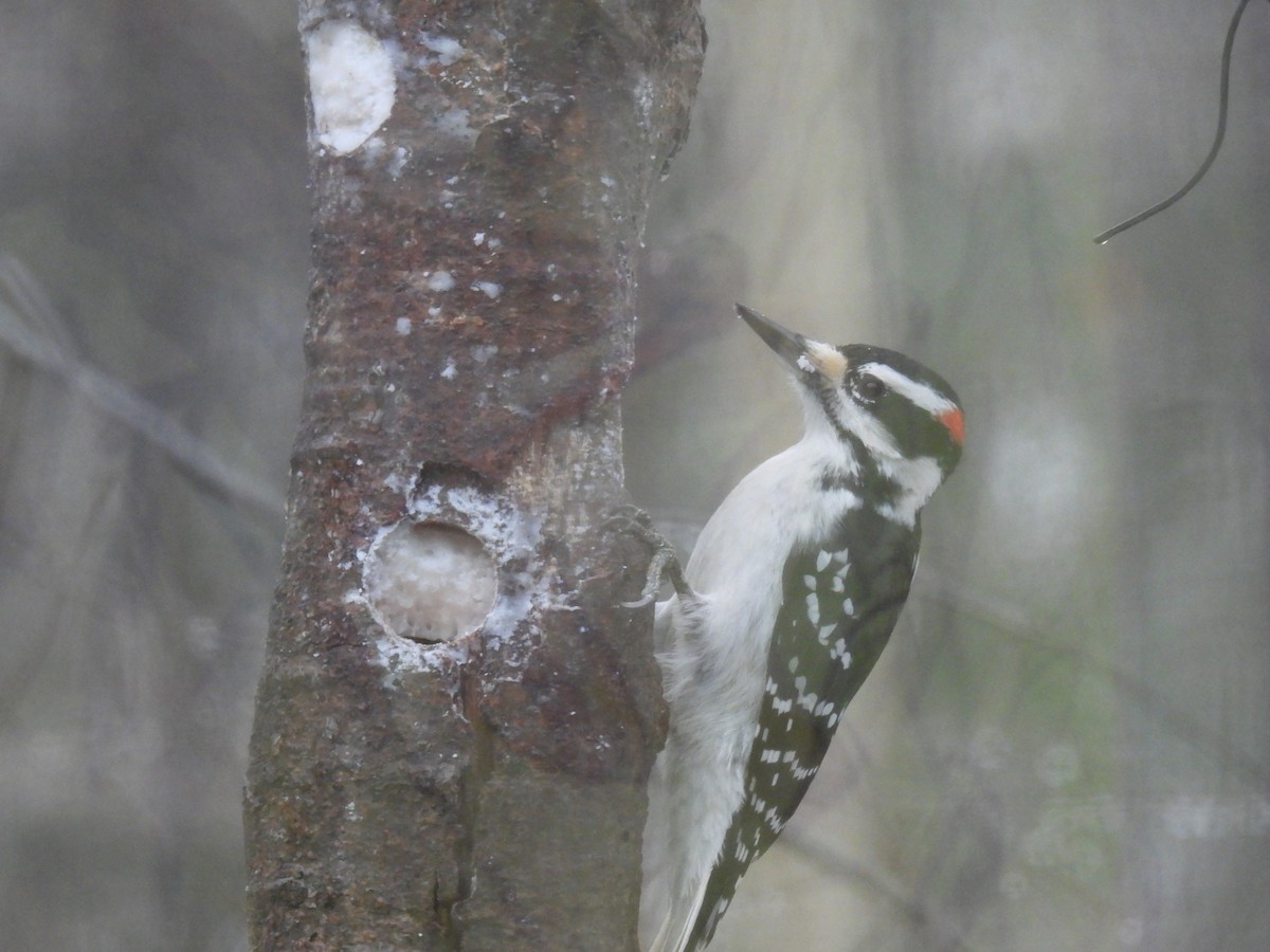 Hairy Woodpecker - ML647184548