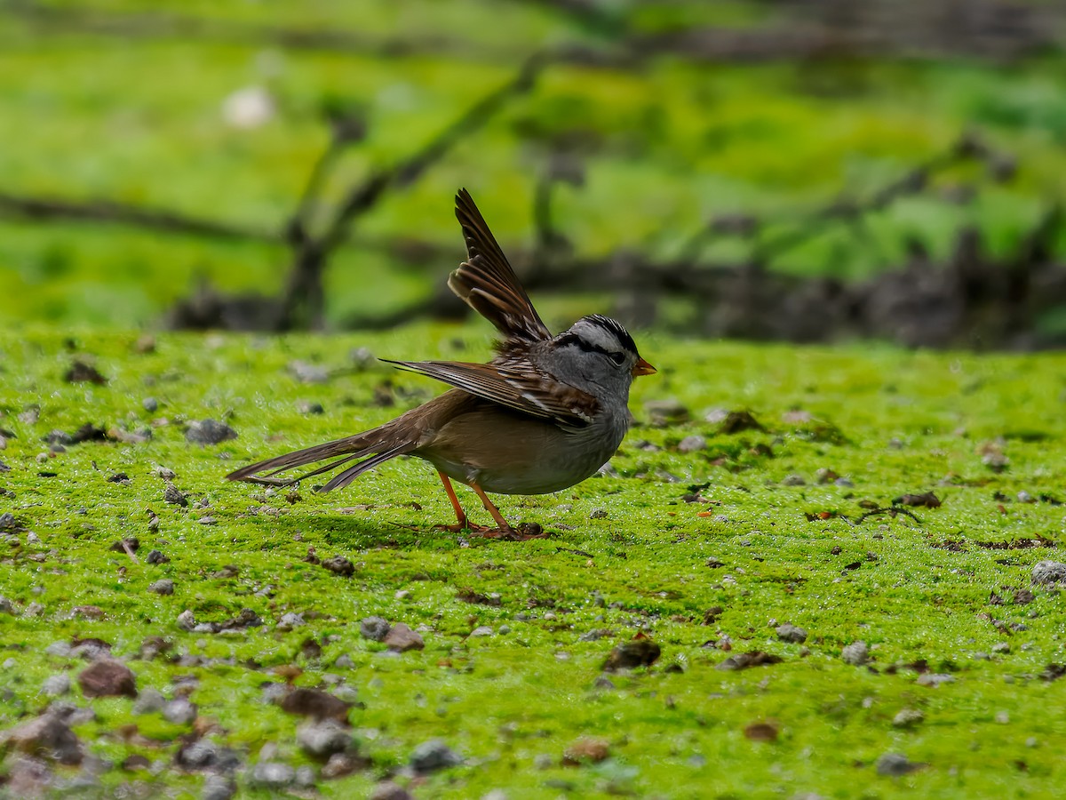 White-crowned Sparrow - ML647184549