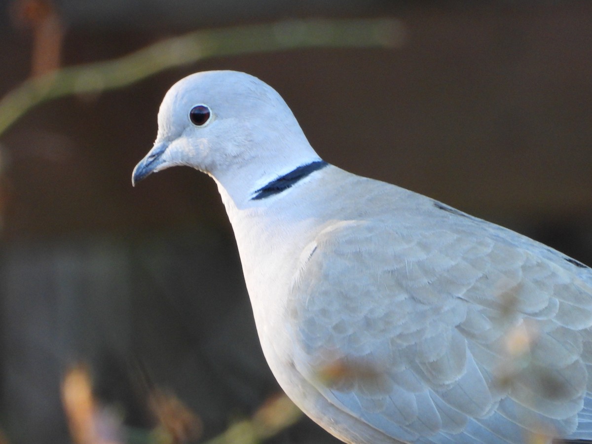 Eurasian Collared-Dove - ML647184550