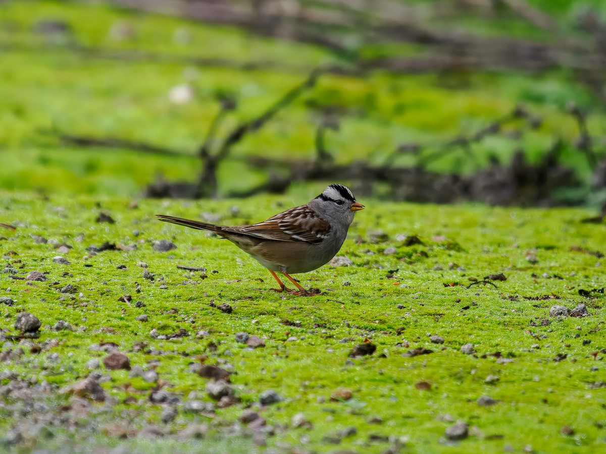 White-crowned Sparrow - ML647184552